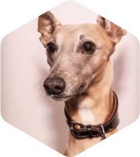 Eddie - Office Security Manager